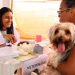 caes-e-gatos-recebem-atendimento-veterinario-gratuito-em-candeias 