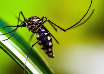 metodo-wolbachia-contra-o-aedes-mira-cidades-da-bacia-do-paraopeba