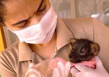 lobo-guara-vitima-de-incendio-florestal-e-resgatado-pelo-inema