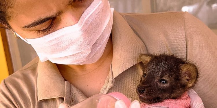 lobo-guara-vitima-de-incendio-florestal-e-resgatado-pelo-inema
