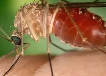 surto-recente-de-febre-oropouche-foi-causado-por-nova-linhagem-viral