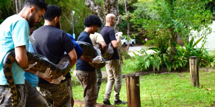 sucuri-de-cinco-metros-e-resgatada-no-litoral-norte-da-bahia