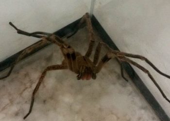 picadas-de-aranhas-sao-segunda-causa-de-envenenamento-no-pais