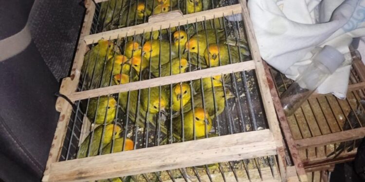 inema-resgata-400-passaros-em-operacao-contra-trafico-de-animais-da-policia-civil-no-oeste-do-estado