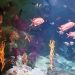 parque-zoobotanico-de-salvador-pode-ganhar-o-primeiro-aquario-imersivo-da-bahia