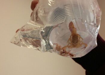 acidentes-com-escorpiao-somam-mais-de-202-mil-notificacoes-em-2023