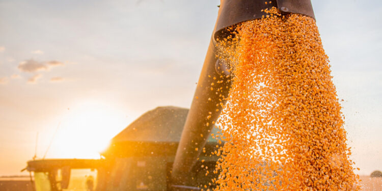 prognosticos-do-ibge-e-levantamento-da-conab-estimam-aumento-da-safra-em-2025