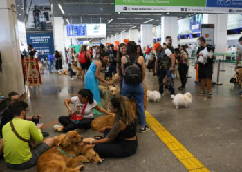 pets:-guia-orienta-tutores-para-viagem-aerea-com-seguranca-e-conforto