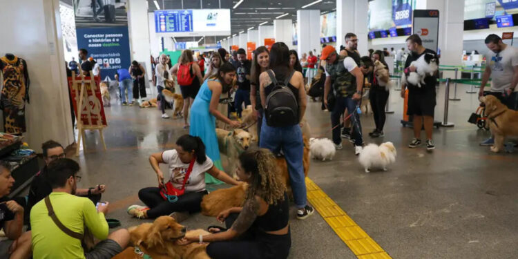 pets:-guia-orienta-tutores-para-viagem-aerea-com-seguranca-e-conforto