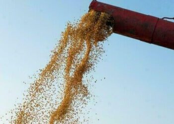 soja:-r$-135,66-nesta-terca-feira-(31),-no-interior-do-parana