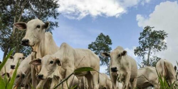 boi-gordo:-arroba-a-r$-317,40,-nesta-terca-feira-(31)