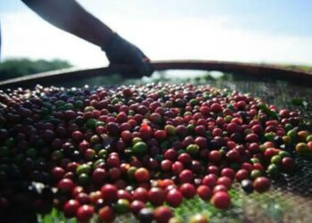 cafe-arabica-registra-queda-de-0,31%-no-preco-da-saca-de-60-quilos
