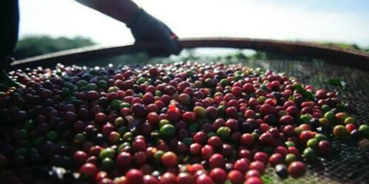 cafe-arabica-registra-queda-de-0,31%-no-preco-da-saca-de-60-quilos