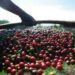 cafe-arabica-registra-queda-de-0,31%-no-preco-da-saca-de-60-quilos