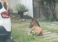 Presença de cavalos soltos causa preocupação em Lauro de Freitas