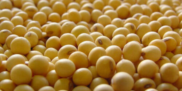 soja-registra-elevacao-no-preco-e-comeca-semana-vendida-a-r$-131,56,-no-interior-do-parana