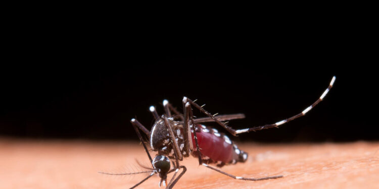 dengue:-saiba-mais-sobre-o-sorotipo-3,-em-circulacao-do-brasil