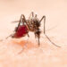 dengue:-sp-lidera-numero-de-mortes-por-dengue-em-2024