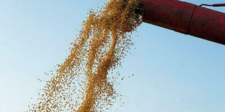 preco-da-soja-comeca-a-quarta-feira-(15)-em-queda,-no-parana