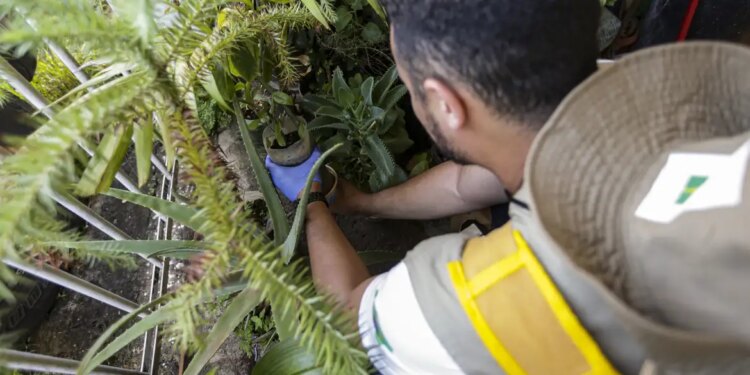 dengue:-confira-recomendacoes-do-ms-aos-gestores-estaduais-e-municipais-de-saude