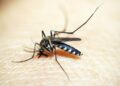estado-do-rio-tem-810-casos-de-dengue-nas-primeiras-semanas-do-ano
