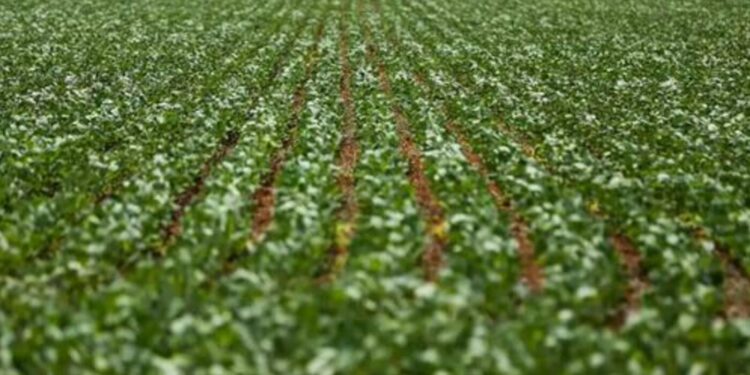 soja-mantem-tendencia-de-queda-no-preco,-nesta-segunda-feira-(20)