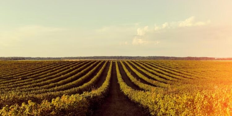 soja:-preco-registra-nova-queda