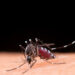 dengue:-ressurgimento-do-sorotipo-3-pode-agravar-surtos-da-doenca-no-pais