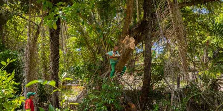 prefeitura-realiza-mutirao-de-limpeza-no-parque-ecologico-lauro-de-freitas