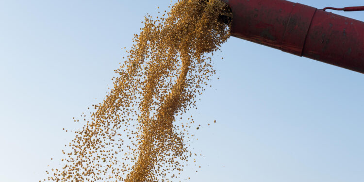 soja-apresenta-queda-no-preco-novamente,-nesta-quarta-feira-(29)