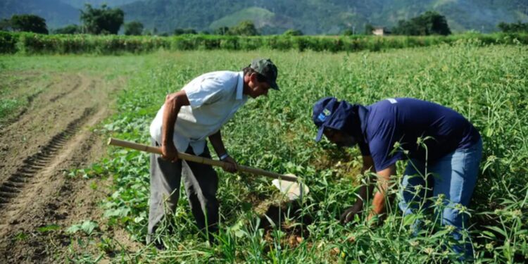 agro-apresenta-perda-de-quase-30-mil-vagas-de-trabalho-em-novembro
