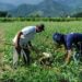 agro-apresenta-perda-de-quase-30-mil-vagas-de-trabalho-em-novembro