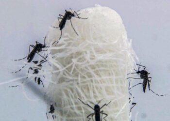 mortes-confirmadas-por-dengue-em-sao-paulo-dobram-em-72-horas