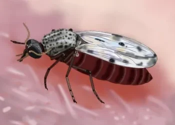 Ministério da saúde divulga imagem de inseto que mata na Bahia