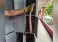 Professor encontra serpente dentro de armário de escola