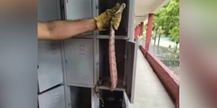 Professor encontra serpente dentro de armário de escola
