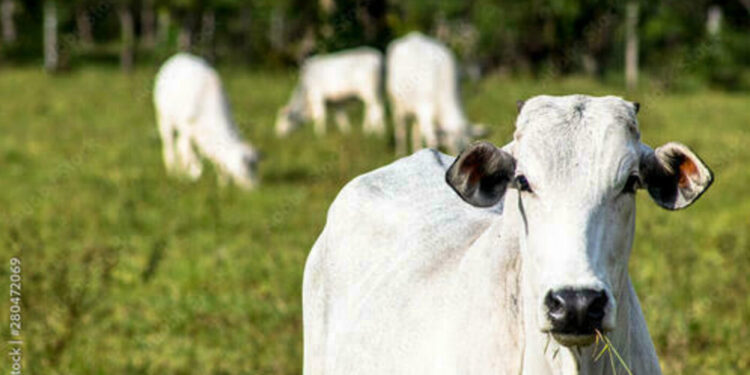 boi-gordo:-semana-comeca-com-recuo-no-preco-da-arroba