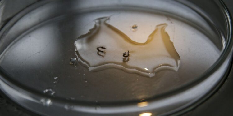 campanha-de-mobilizacao-contra-dengue-nas-escolas-comeca-nesta-segunda