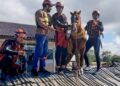 camara-aprova-projeto-para-protecao-de-animais-afetados-por-desastres