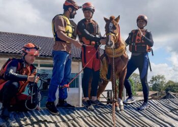 camara-aprova-projeto-para-protecao-de-animais-afetados-por-desastres