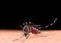 dengue:-sudeste-concentra-73%-do-numero-de-casos-provaveis-no-pais-nas-primeiras-semanas-de-2025