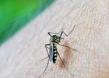 dengue-e-febre-amarela-tem-aumento-de-casos-e-obitos-em-sao-paulo