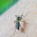 dengue-e-febre-amarela-tem-aumento-de-casos-e-obitos-em-sao-paulo