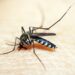 opas-emite-alerta-para-risco-de-surtos-de-dengue-3-nas-americas