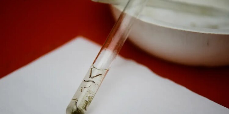 dengue:-pesquisadores-da-fiocruz-criam-isca-capaz-de-capturar-quase-o-dobro-de-ovos-de-mosquitos