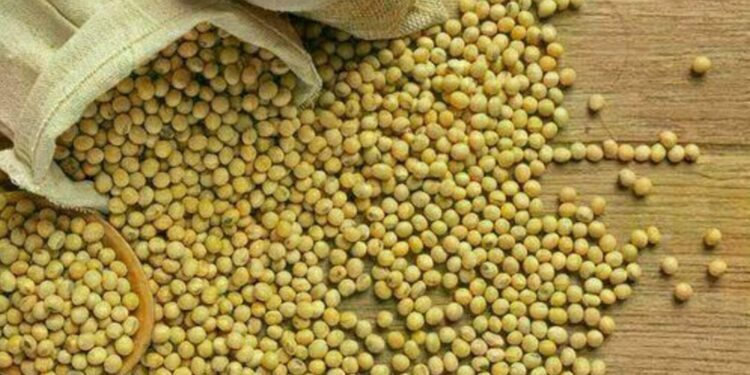 preco-da-soja-comeca-a-semana-com-elevacao-de-0,11%,-no-litoral-do-parana