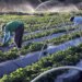 plano-safra:-publicada-mp-que-garante-credito-extraordinario-ao-setor-agro