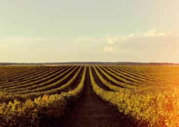 soja-em-queda-no-parana