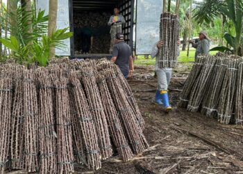 “vassoura-de-bruxa”-ameaca-lavouras-de-mandioca-de-seis-municipios-no-amapa