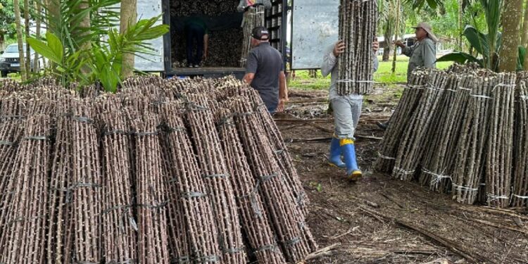 “vassoura-de-bruxa”-ameaca-lavouras-de-mandioca-de-seis-municipios-no-amapa